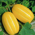 Semillas de melón dorado