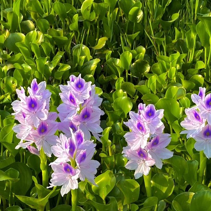 🌺Jacinto de agua - "La corona de flores violetas que embellece el mundo"🧚‍♀️🌿