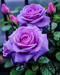 Semillas de rosal púrpura raras para huertos domésticos