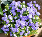 Semillas de Campanilla Doble