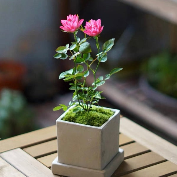 Miniatura Rosa Chinensis-Estrellas Loto Celestial🌺