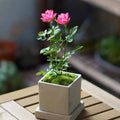 Miniatura Rosa Chinensis-Estrellas Loto Celestial🌺
