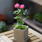 Miniatura Rosa Chinensis-Estrellas Loto Celestial🌺