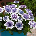 Semillas de caléndula 'Sky Blue Misty Rain'