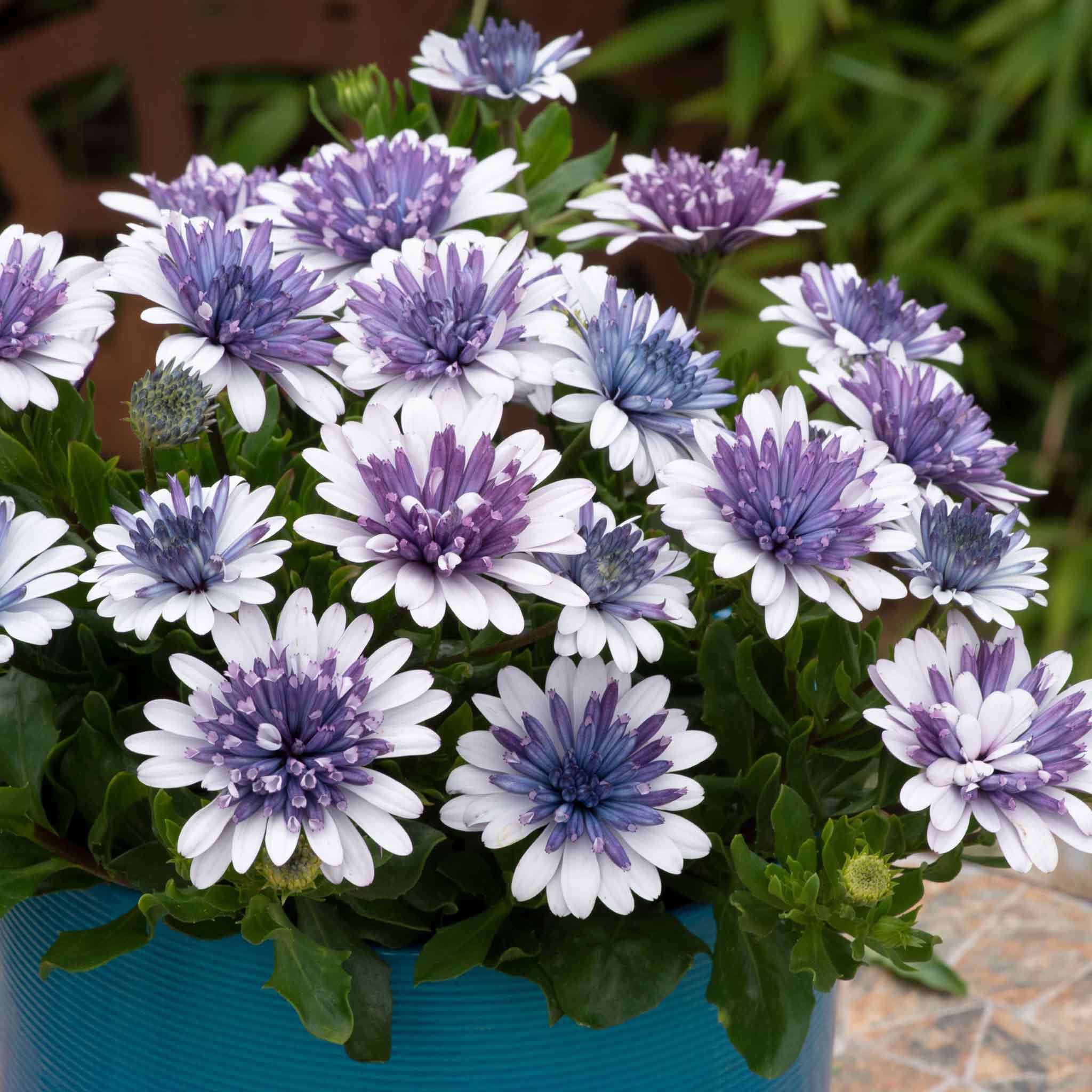 Semillas de caléndula 'Sky Blue Misty Rain'