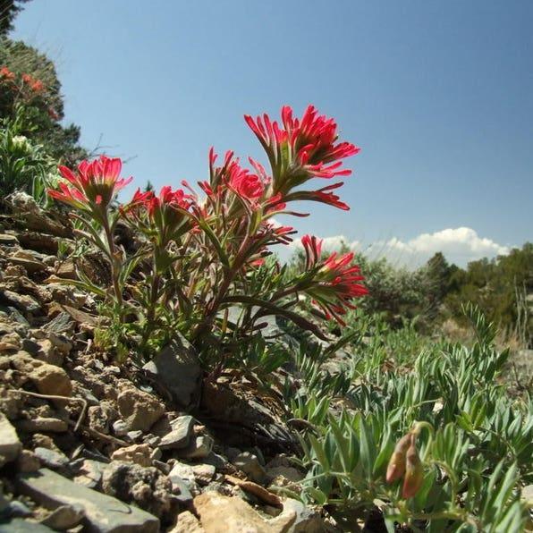 Semillas de flores de Pincel Indio Rojo Castilleja Indivisa