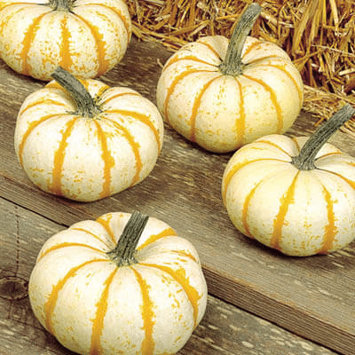 Semillas de calabaza raras y exóticas