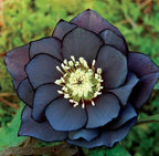 Eléboro nupcial, rosa de Navidad
