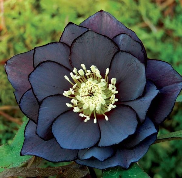 Eléboro nupcial, rosa de Navidad