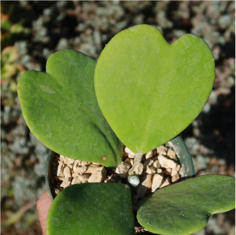Semillas de Hoya Corazón