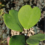 Semillas de Hoya Corazón