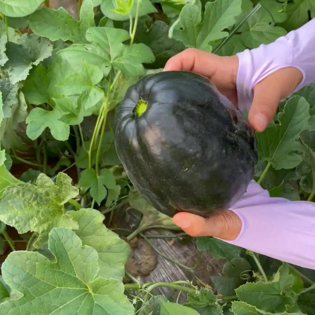 Semillas de melón: el melón más adecuado para personas mayores y niños
