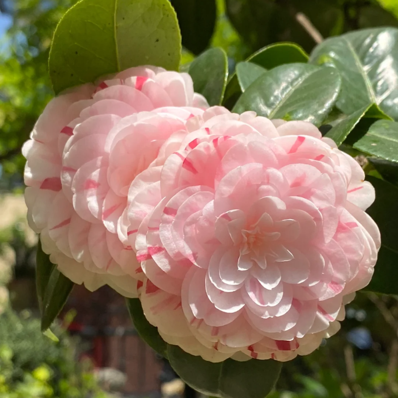 Camelia Roja de Cinco Colores