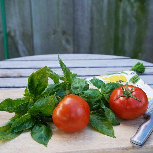 Tomates Tesoro del Jardín