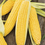 Sweet Corn Moonshine F1