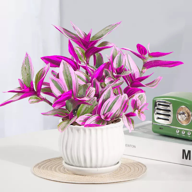 Pintura al óleo de semillas de planta araña