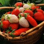 Rare Chili Strawberry Fruits Seeds
