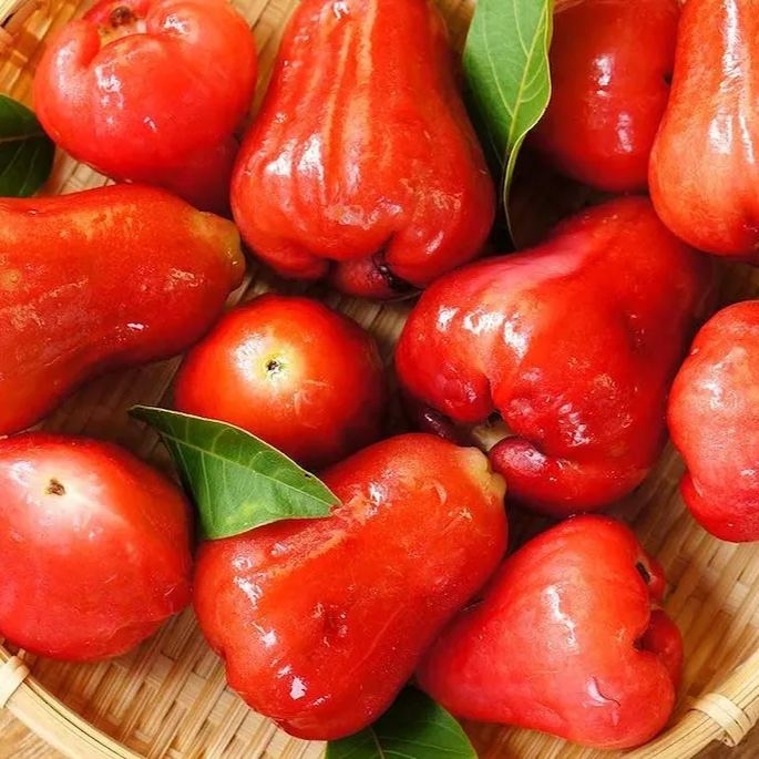 Semillas de fruta de manzana de cera🍹