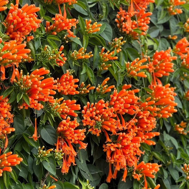 🧡Flor de Pyrostegia Venusta