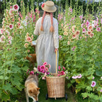 Semillas de malva real de flor sencilla