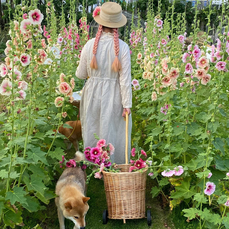 Semillas de malva real de flor sencilla