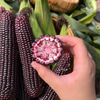 Gem Corn Seeds for Home Vegetable Gardens