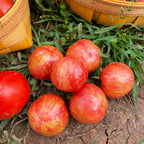Heirloom Tomato Seeds-Red Zebra