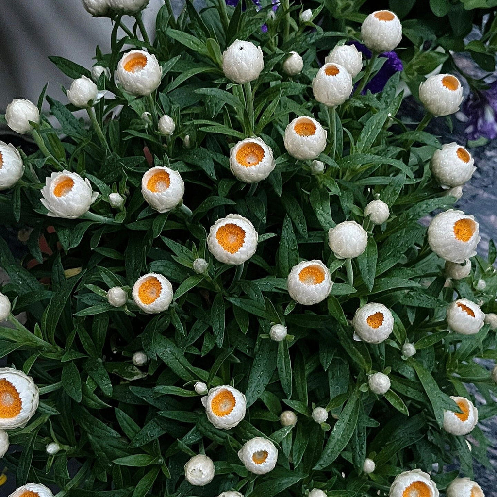 Semillas de Siempreviva Australiana Xerochrysum Bracteatum