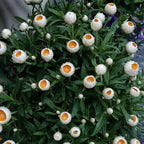 Semillas de Siempreviva Australiana Xerochrysum Bracteatum