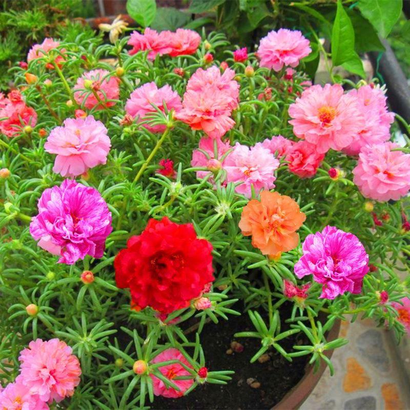 10000 Pcs Muti-color Double Petal Sun Flower Seeds