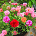 10000 Pcs Muti-color Double Petal Sun Flower Seeds