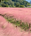 Semillas de pasto muhly rosa