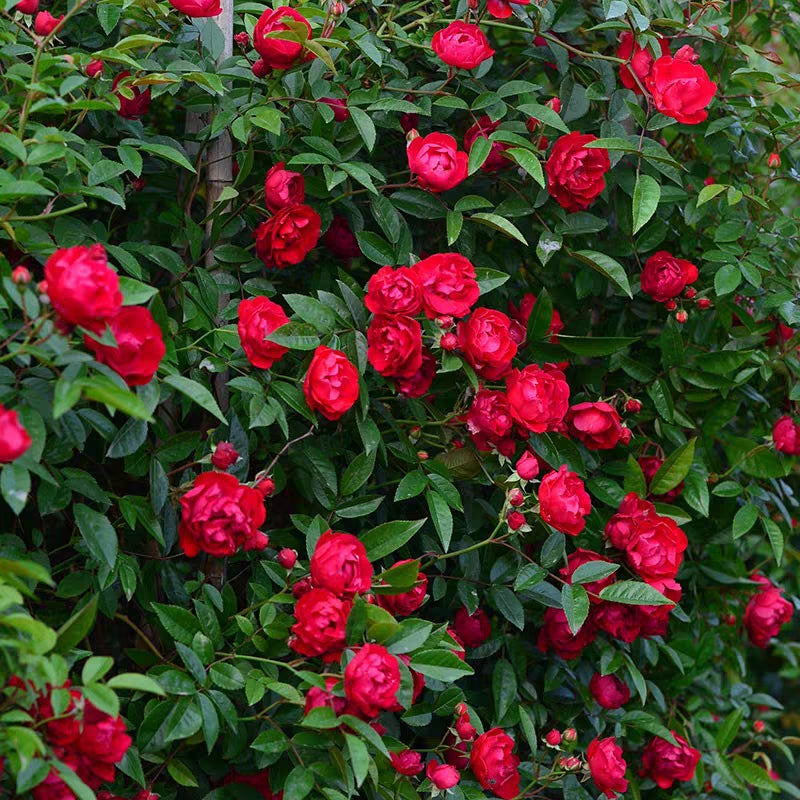 Semillas de Rosa Banksiae Aiton