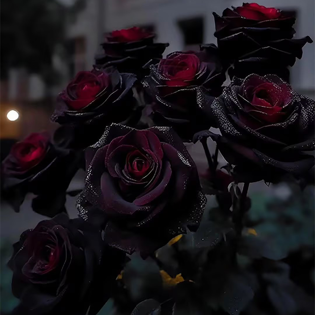 SEMILLAS DE ROSA NEGRA ROJA EXÓTICA