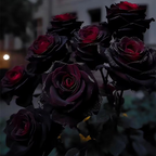 SEMILLAS DE ROSA NEGRA ROJA EXÓTICA