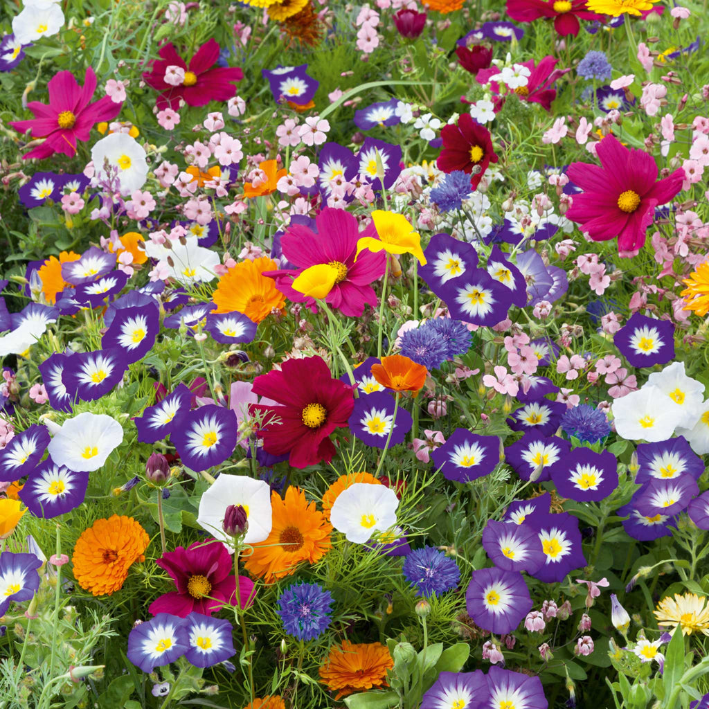 Mezcla de semillas de flores Royal Meadow