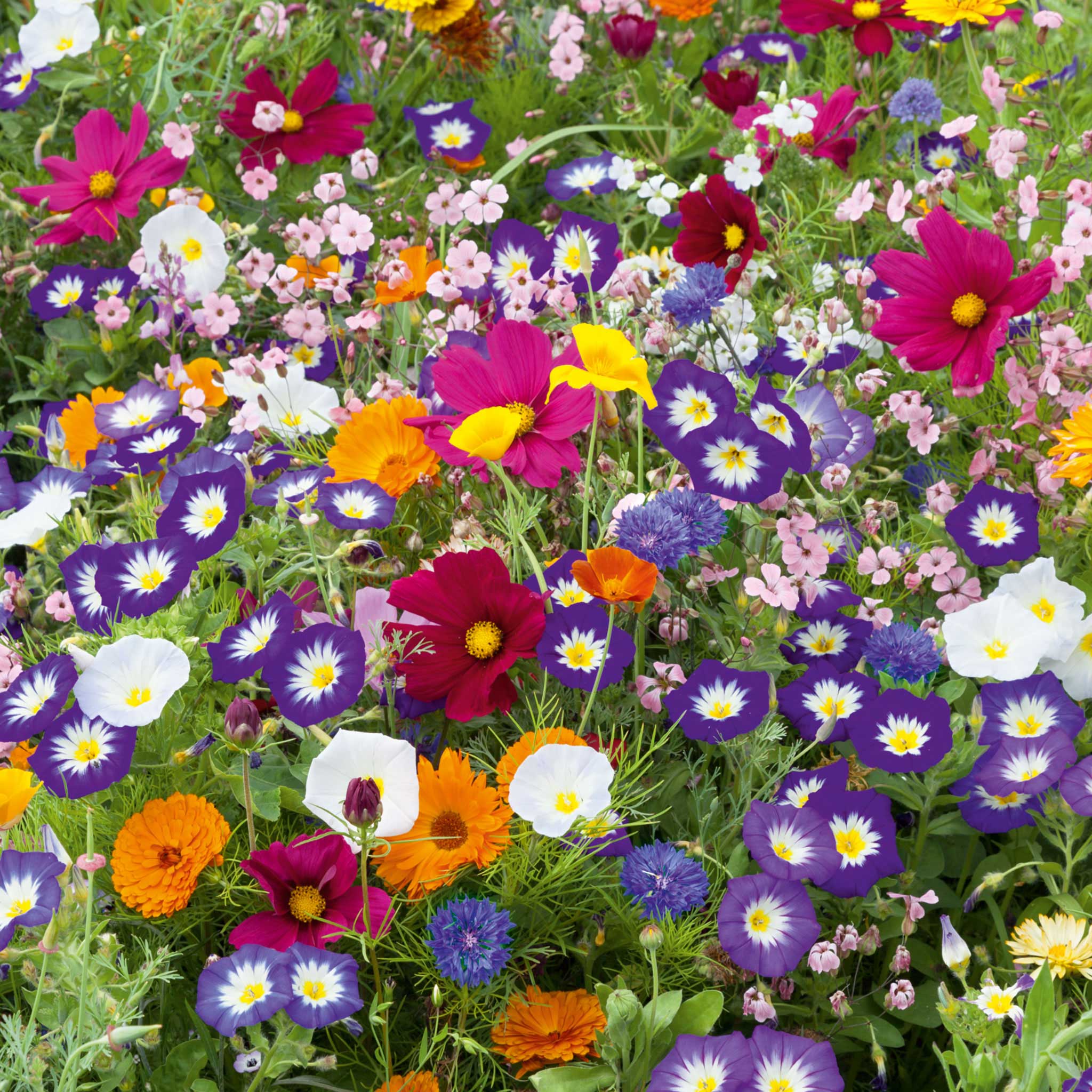 Mezcla de semillas de flores Royal Meadow
