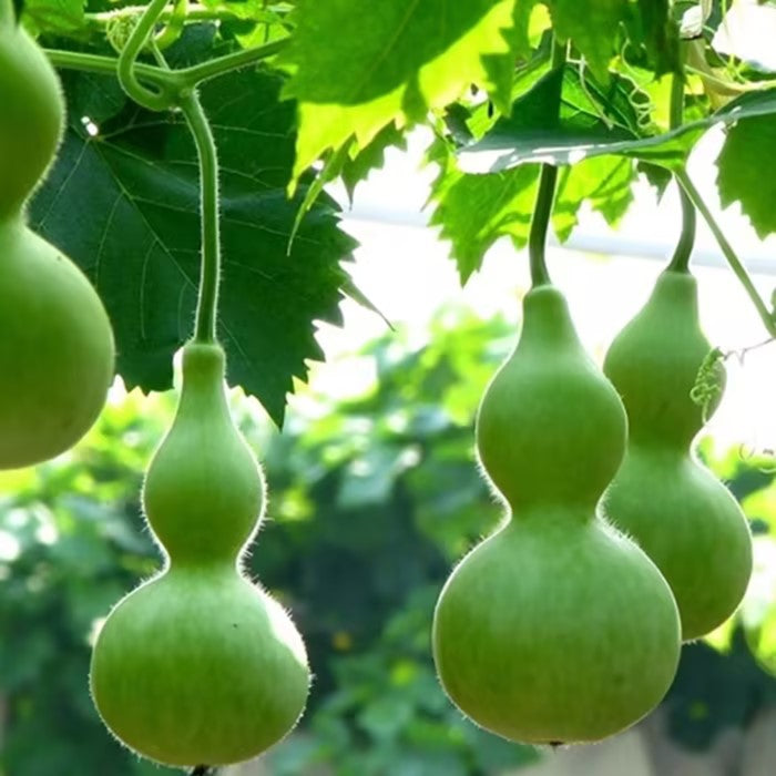 Semillas de calabaza pequeña retorcidas a mano