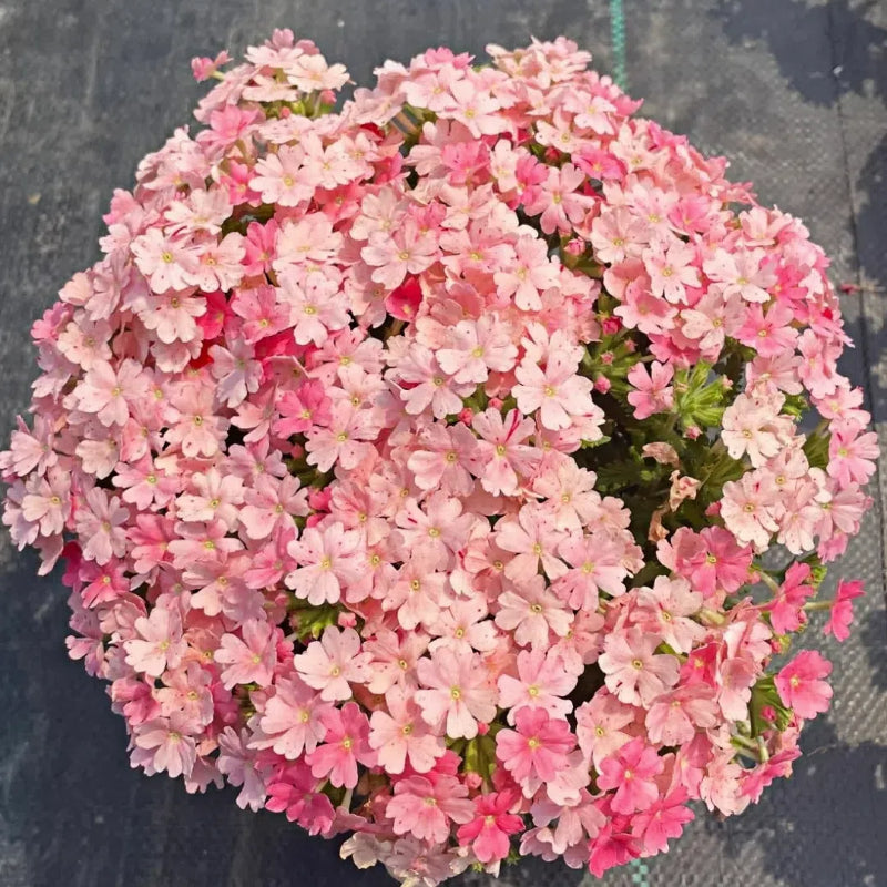 💐Semillas de Verbena de Jardín