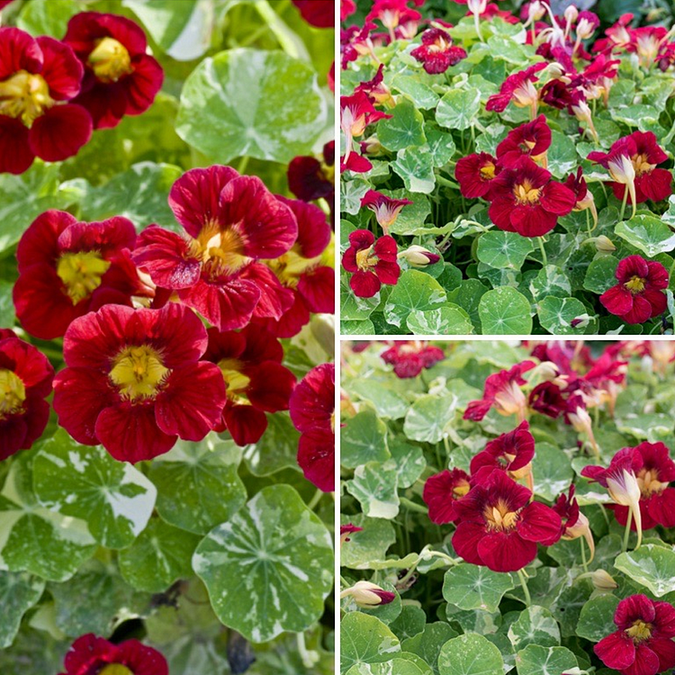 Nasturtium Seeds