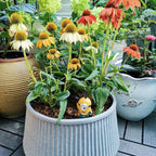 Coneflower Seeds (Echinacea)
