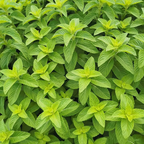 500Pcs Organic Mint Seeds Non-GMO Heirloom Packet