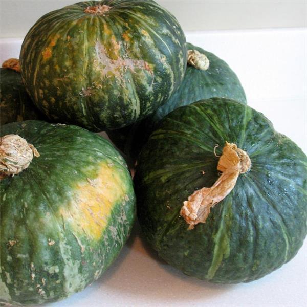 Calabaza Mini Kabocha Verde F1