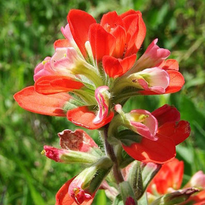 Semillas de flores de Pincel Indio Rojo Castilleja Indivisa