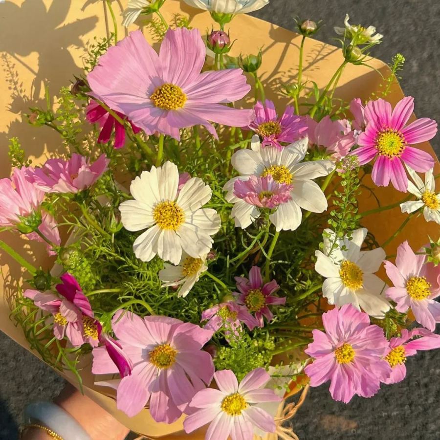 🌺Cosmos - Florecer Significa Felicidad y Suerte