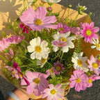 🌺Cosmos - Florecer Significa Felicidad y Suerte