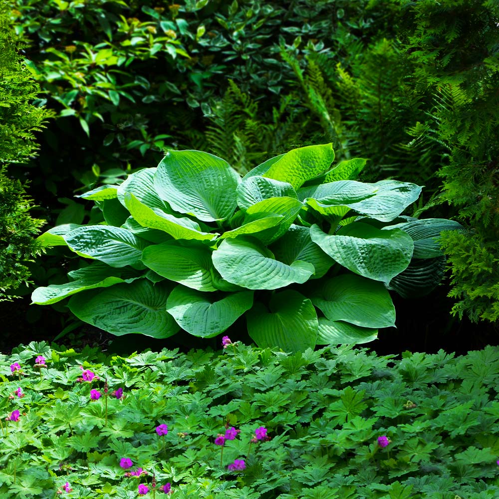 Hosta – La Elegancia Amante de la Sombra para Tu Jardín 🌿✨