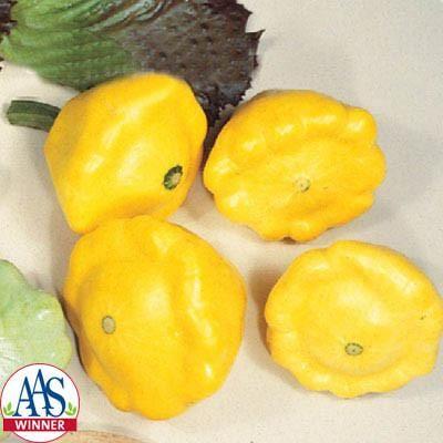 Calabaza Sunburst F1