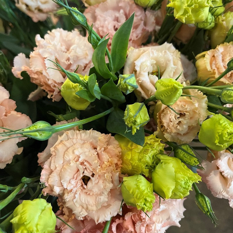 Semillas de Eustoma Russellianum
