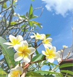💛 ¡Semillas de Plumeria en oferta por tiempo limitado! Crea tu jardín de verano